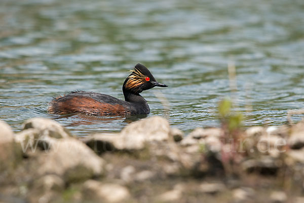 Schwarzhalstaucher (Podiceps nigricollis)