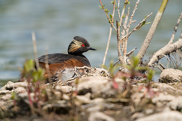 Schwarzhalstaucher (Podiceps nigricollis)