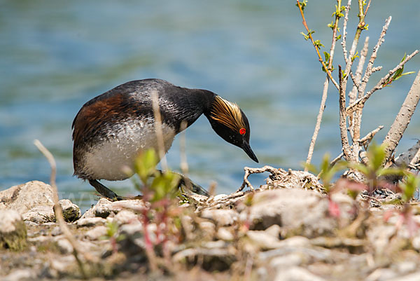 Schwarzhalstaucher (Podiceps nigricollis)