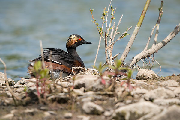 Schwarzhalstaucher (Podiceps nigricollis)