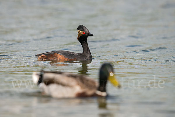 Schwarzhalstaucher (Podiceps nigricollis)