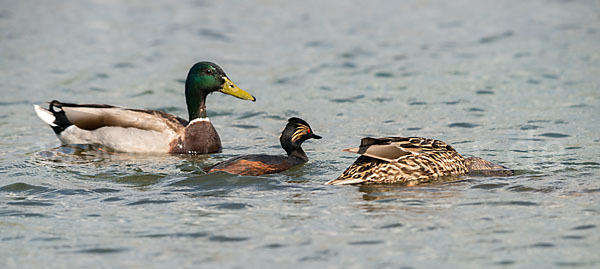 Schwarzhalstaucher (Podiceps nigricollis)