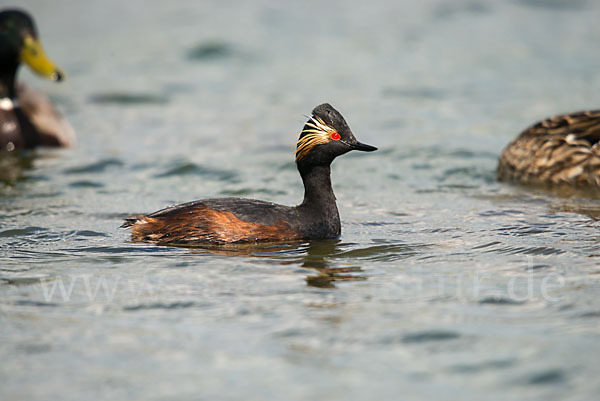 Schwarzhalstaucher (Podiceps nigricollis)