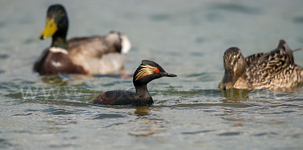 Schwarzhalstaucher (Podiceps nigricollis)