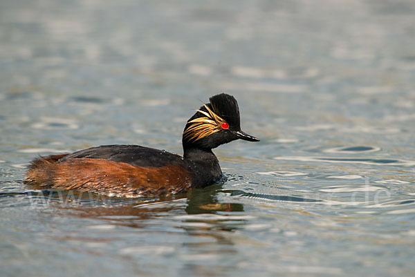 Schwarzhalstaucher (Podiceps nigricollis)