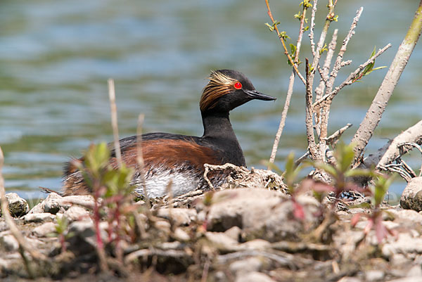 Schwarzhalstaucher (Podiceps nigricollis)