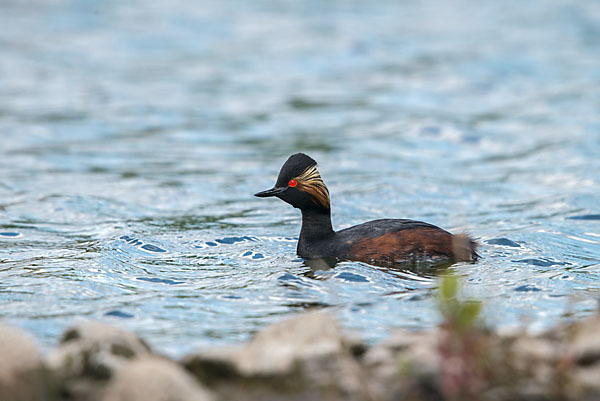 Schwarzhalstaucher (Podiceps nigricollis)