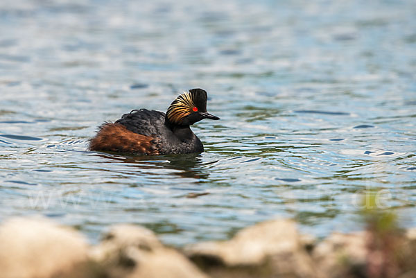 Schwarzhalstaucher (Podiceps nigricollis)