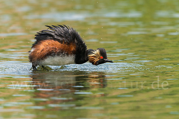 Schwarzhalstaucher (Podiceps nigricollis)