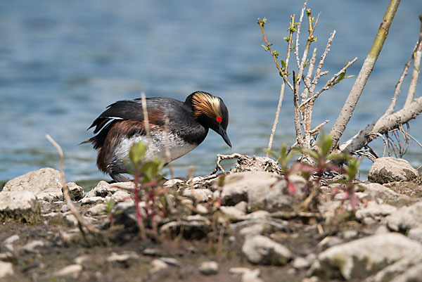 Schwarzhalstaucher (Podiceps nigricollis)