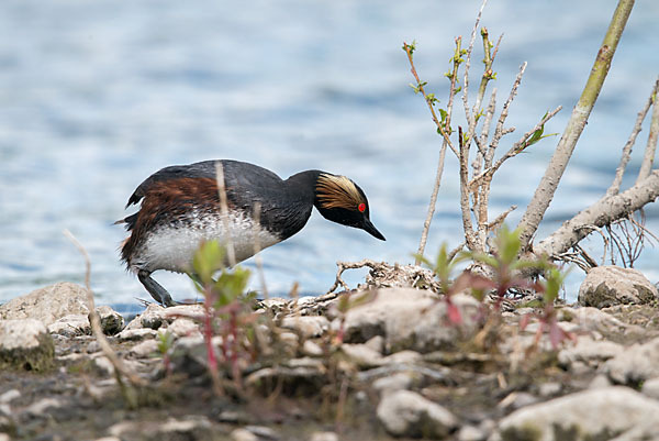 Schwarzhalstaucher (Podiceps nigricollis)