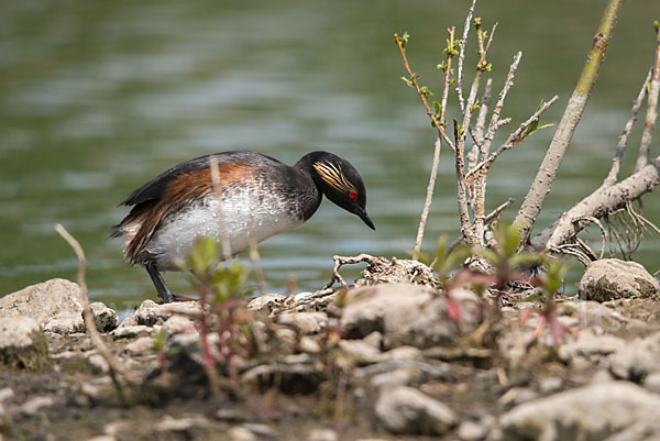 Schwarzhalstaucher (Podiceps nigricollis)