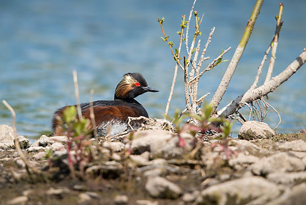 Schwarzhalstaucher (Podiceps nigricollis)