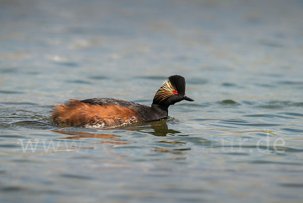 Schwarzhalstaucher (Podiceps nigricollis)