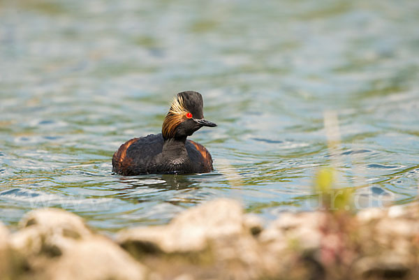 Schwarzhalstaucher (Podiceps nigricollis)