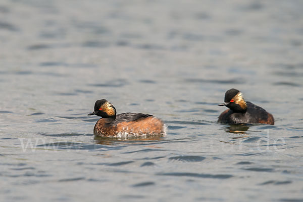 Schwarzhalstaucher (Podiceps nigricollis)