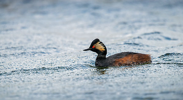 Schwarzhalstaucher (Podiceps nigricollis)