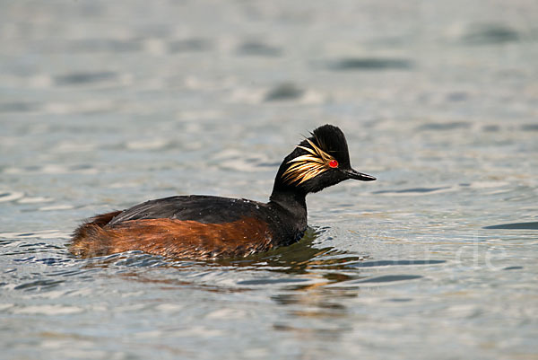 Schwarzhalstaucher (Podiceps nigricollis)