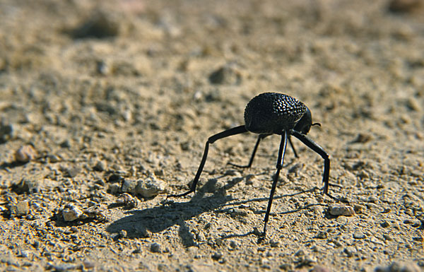 Schwarzkäfer spec. (Adesmia biskrensis)