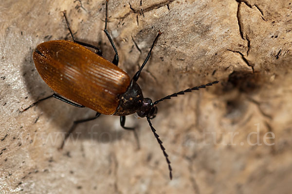 Schwarzkäfer spec.1 (Pseudocistela ceramboides)