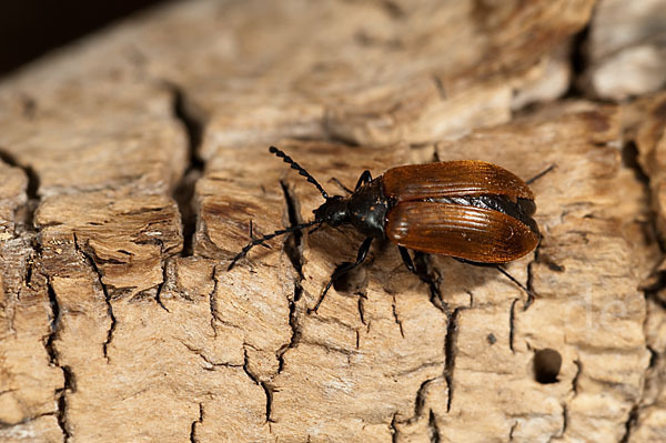 Schwarzkäfer spec.1 (Pseudocistela ceramboides)