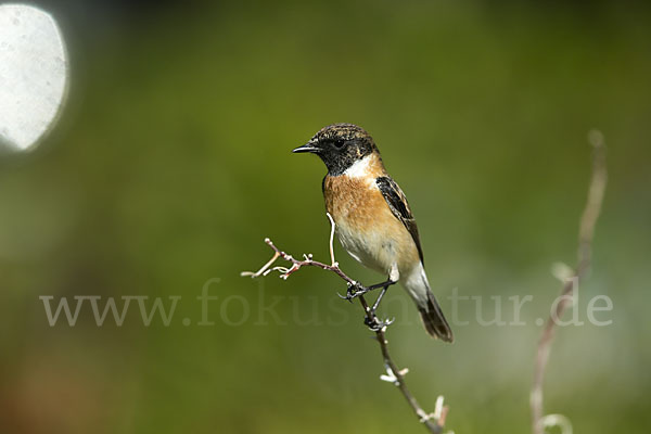 Schwarzkehlchen (Saxicola torquata)