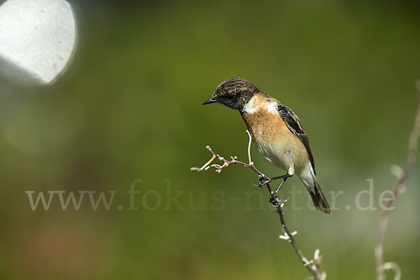 Schwarzkehlchen (Saxicola torquata)