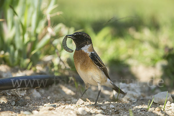 Schwarzkehlchen (Saxicola torquata)