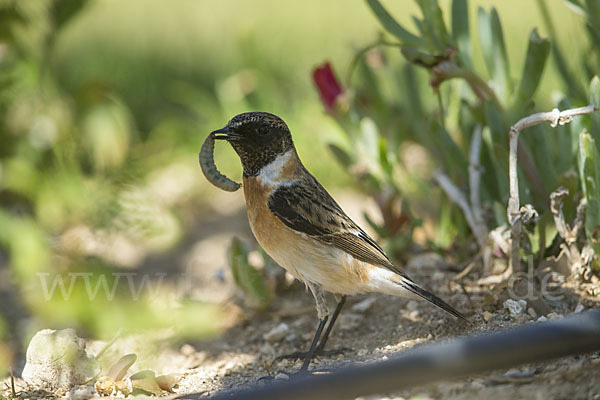 Schwarzkehlchen (Saxicola torquata)