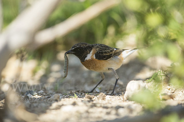 Schwarzkehlchen (Saxicola torquata)