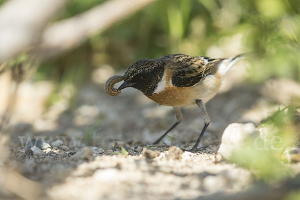 Schwarzkehlchen (Saxicola torquata)