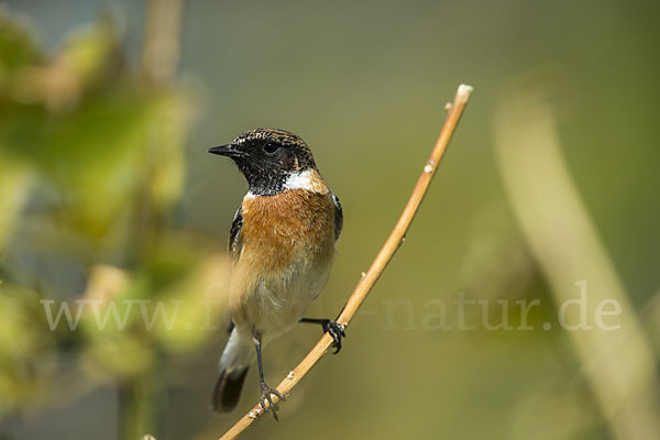 Schwarzkehlchen (Saxicola torquata)