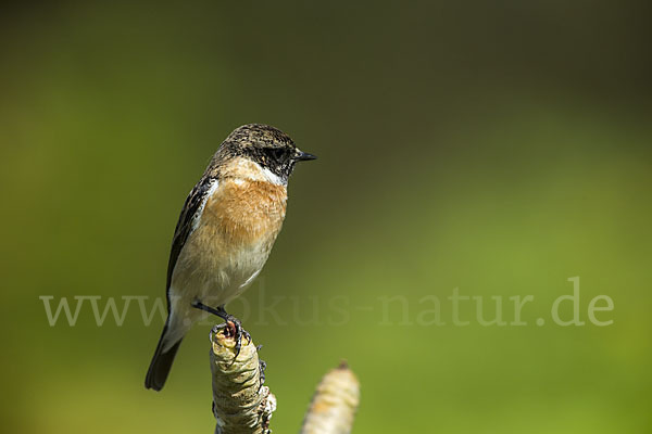 Schwarzkehlchen (Saxicola torquata)