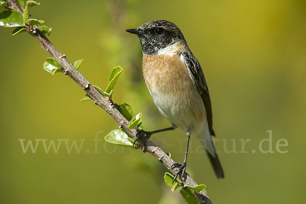 Schwarzkehlchen (Saxicola torquata)