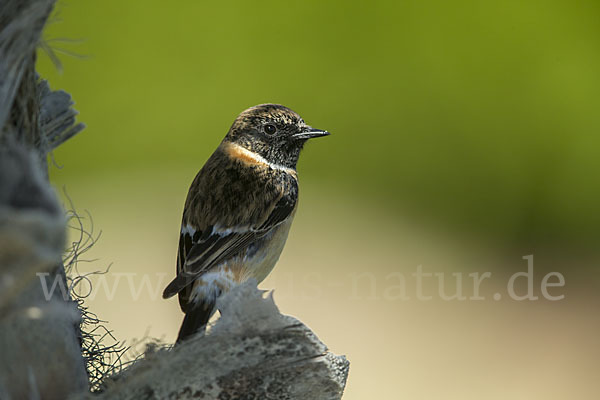 Schwarzkehlchen (Saxicola torquata)