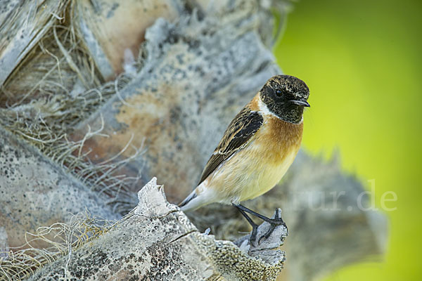 Schwarzkehlchen (Saxicola torquata)