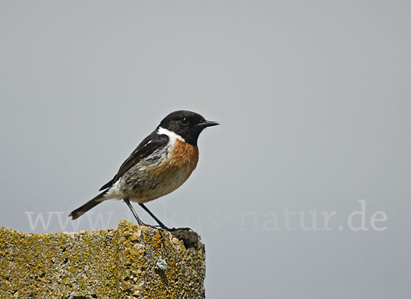 Schwarzkehlchen (Saxicola torquata)