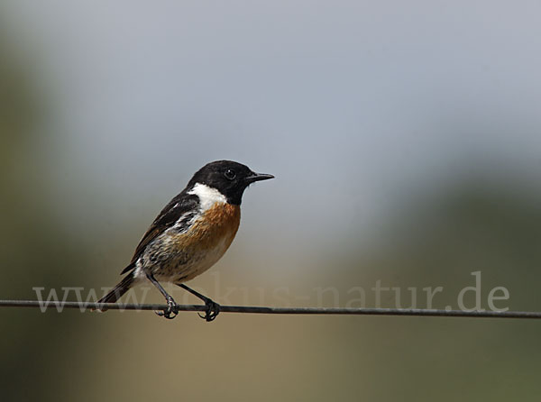 Schwarzkehlchen (Saxicola torquata)