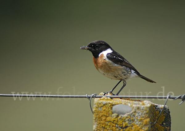 Schwarzkehlchen (Saxicola torquata)