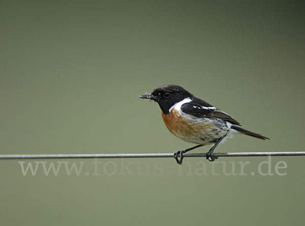 Schwarzkehlchen (Saxicola torquata)