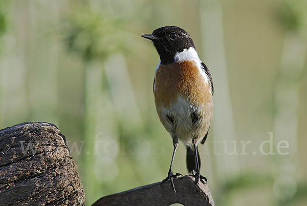 Schwarzkehlchen (Saxicola torquata)