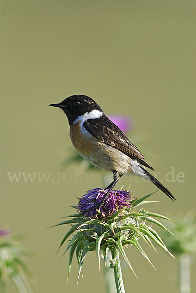 Schwarzkehlchen (Saxicola torquata)