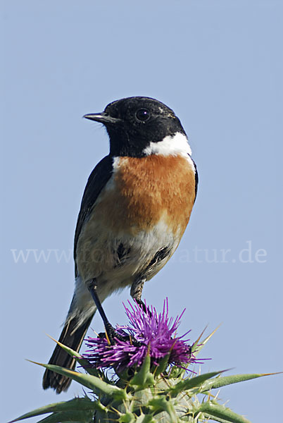 Schwarzkehlchen (Saxicola torquata)