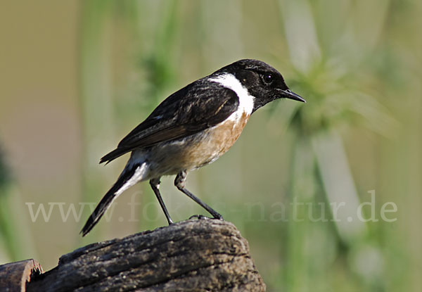 Schwarzkehlchen (Saxicola torquata)