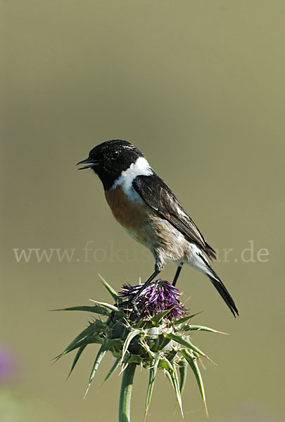 Schwarzkehlchen (Saxicola torquata)