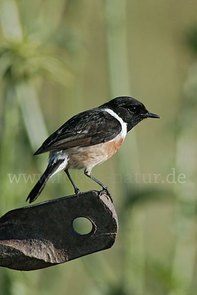 Schwarzkehlchen (Saxicola torquata)