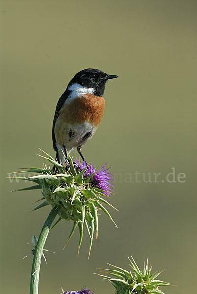 Schwarzkehlchen (Saxicola torquata)