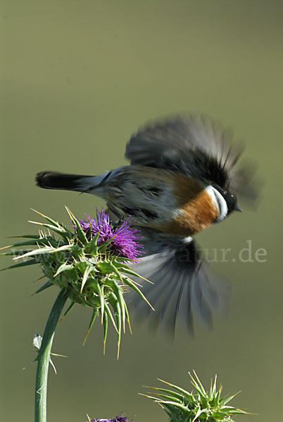 Schwarzkehlchen (Saxicola torquata)