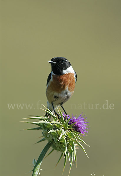 Schwarzkehlchen (Saxicola torquata)