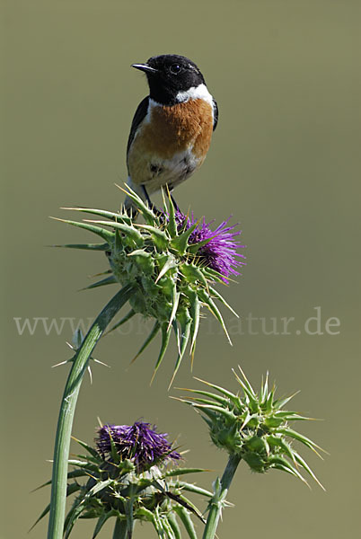 Schwarzkehlchen (Saxicola torquata)